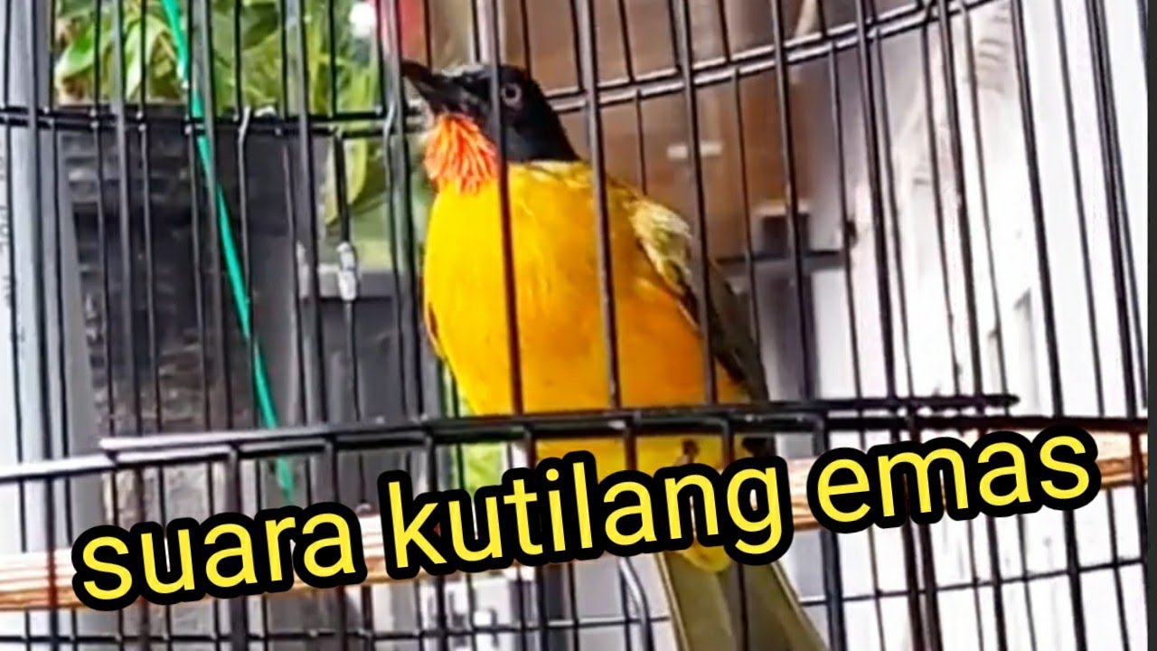 Suara Kutilang Emas Gacor