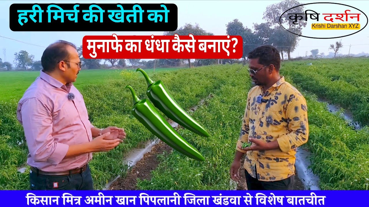 हरी मिर्च की खेती को मुनाफे का धंधा कैसे बनाएं? हरी मिर्च की आधुनिक खेती कैसे करें? Chilli Farming🤑 