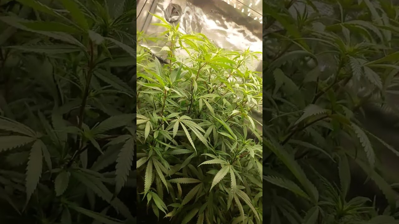 #ouid She THICK #cannabiseducation #oldies #song