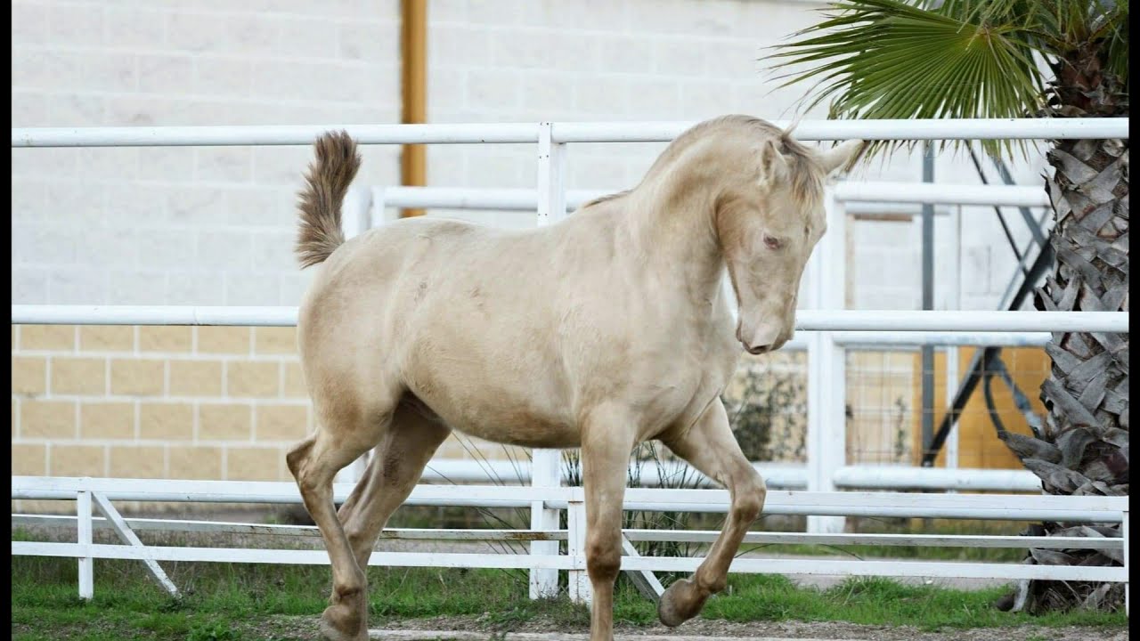Buying a Foal