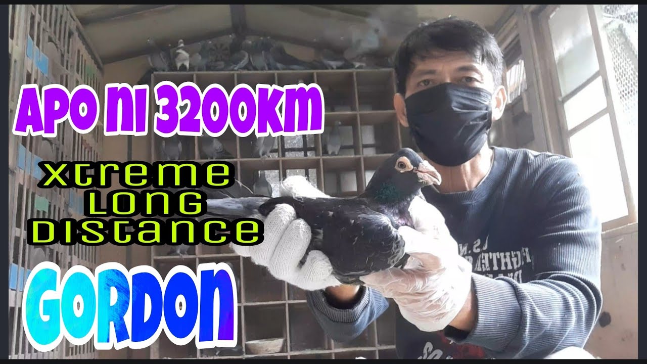 Anlulupet ng mga Pure Morris GORDON na iuuwi Kalapatids
