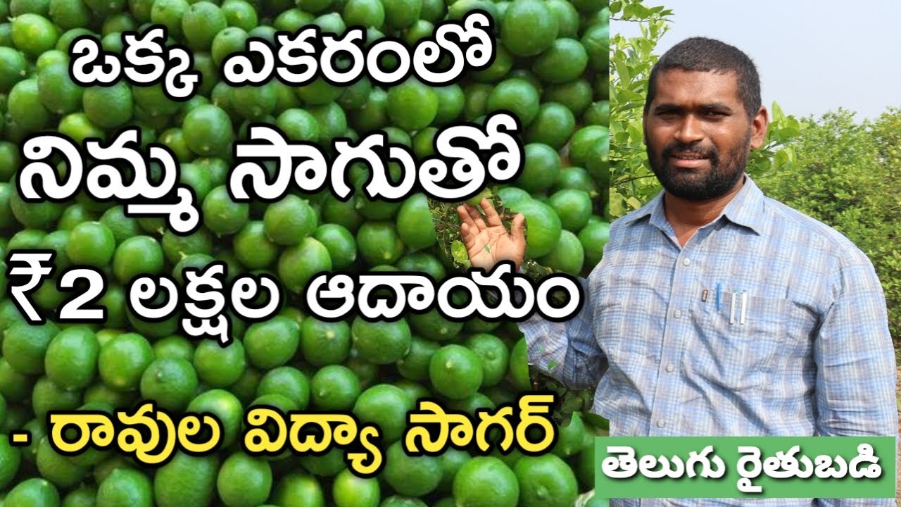ఎకరం నిమ్మ తోట ఖర్చు? మిగులు? | Lemon Cultivation | రైతుబడి