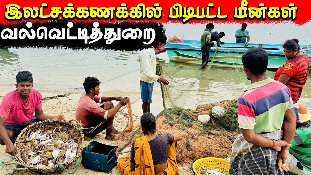 🐟 அதிக மீன்கள் ஏலத்தில் போகும் வல்வெட்டித்துறையின் சந்தை! sea fishing man  vvt Jaffna  | Tamil  Vlog