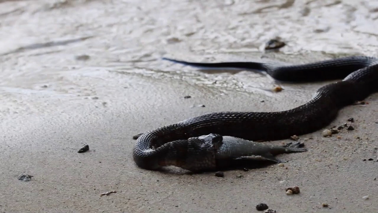 Squam Watershed Wonders Episode 2 Northern Water Snake