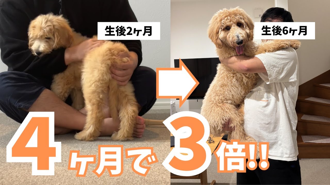 【成長記録】体重3倍？！生後2〜6ヶ月のバーニードゥードルの進化がすごかった