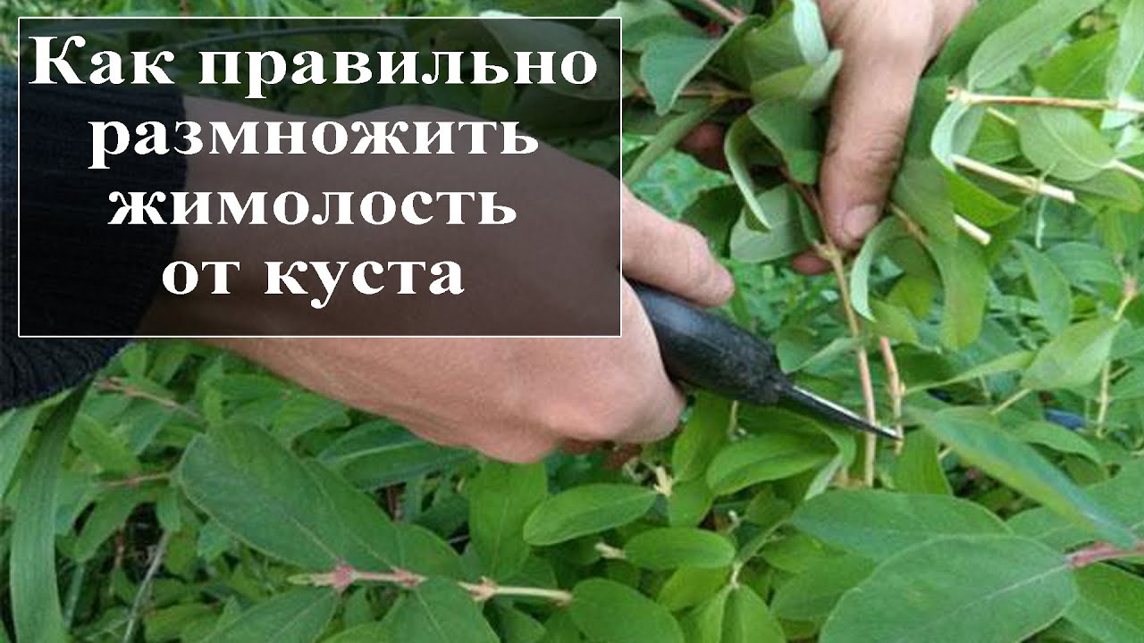 Как размножить жимолость от куста