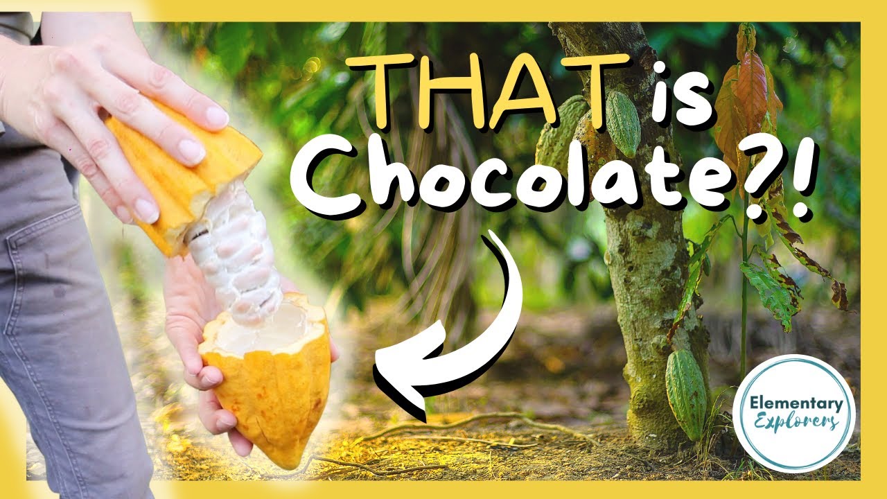 ALL ABOUT CHOCOLATE! - Lydgate Farms Chocolate Tour - Tropical Fruits - Cacao Nectar - Kauai