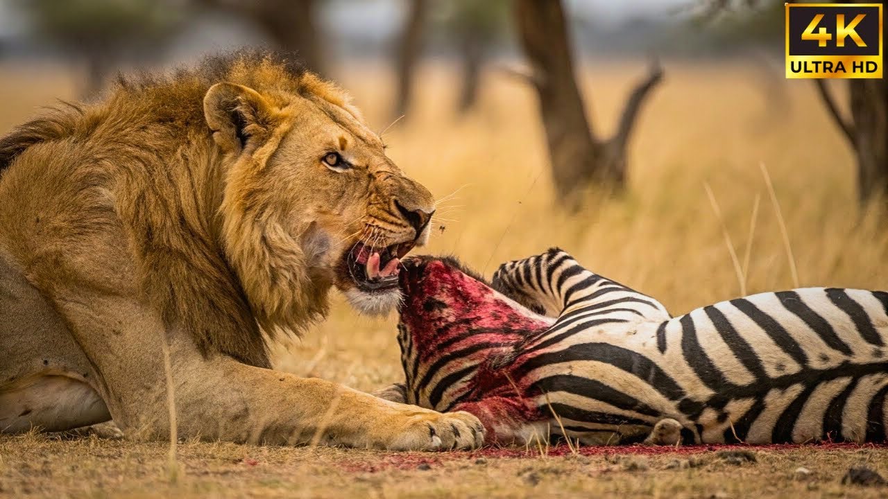 MAASAI MARA | CA&Ccedil;ADORES AFRICANOS | DOCUMENT&Aacute;RIO ANIMAL