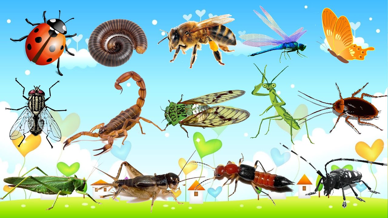 CON GÌ ĐÂY? Bé Nhận Biết CÔN TRÙNG | Tổng Hợp 30 Loài CÔN TRÙNG Quen Thuộc, Dễ Nhớ