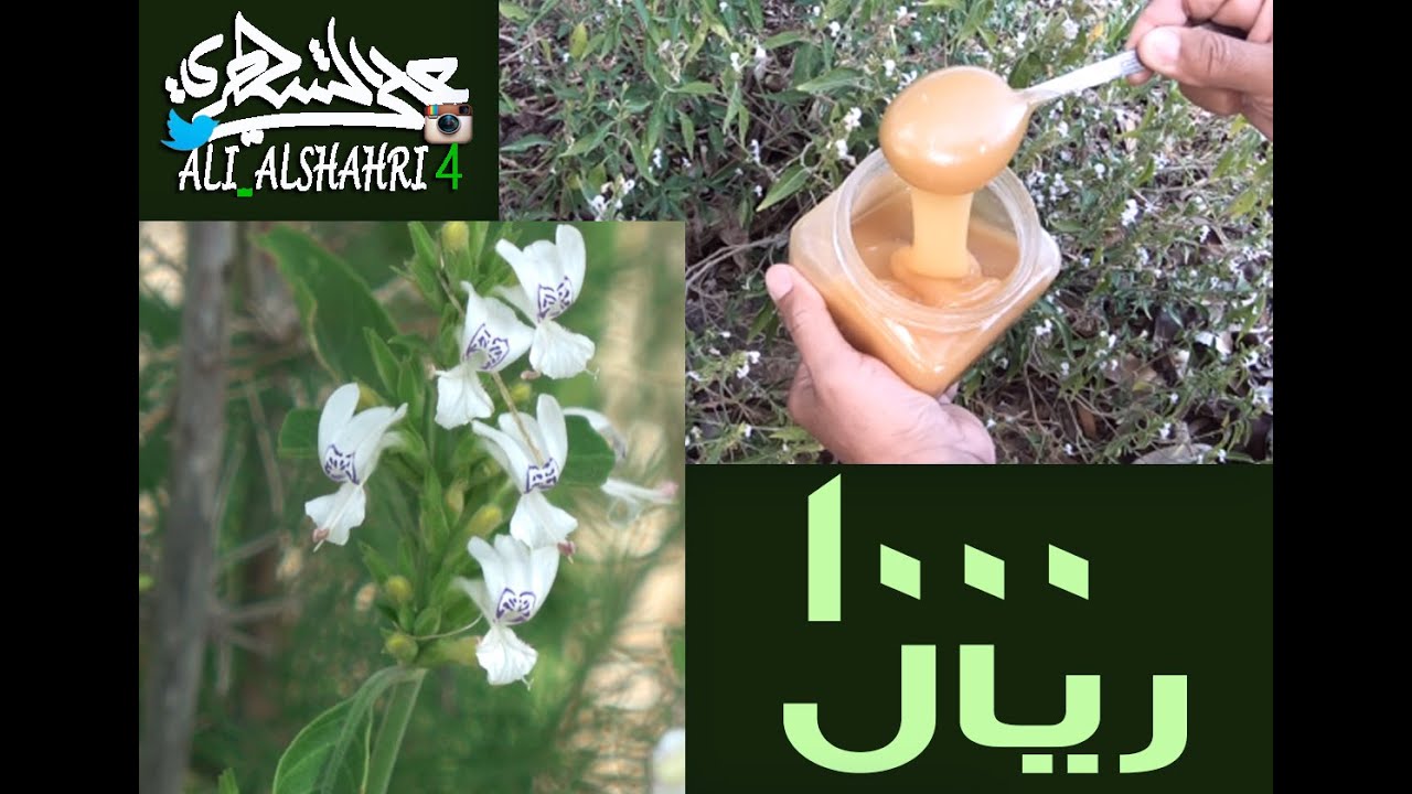 من هذه الزهرة يجمع النحل أغلى #عسل يباع في السعودية Expensive Honey