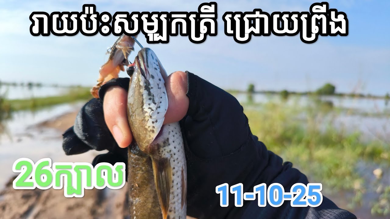 របៀបមើលប្រលង់បបក់ត្រីពេលទឹកឡើង #FishingInCambodia2025 #SnakeheadFish #FishingTrip2025 #បបក់ត្រីស្រែ