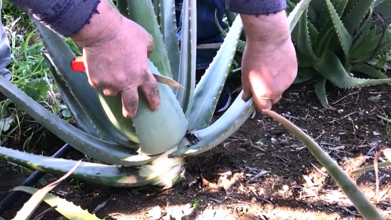 Ernte und Verarbeitung der Aloe Vera