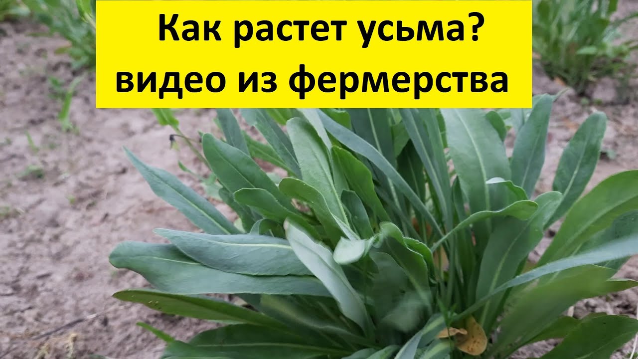 Настоящая Усьма и как ее вырастить