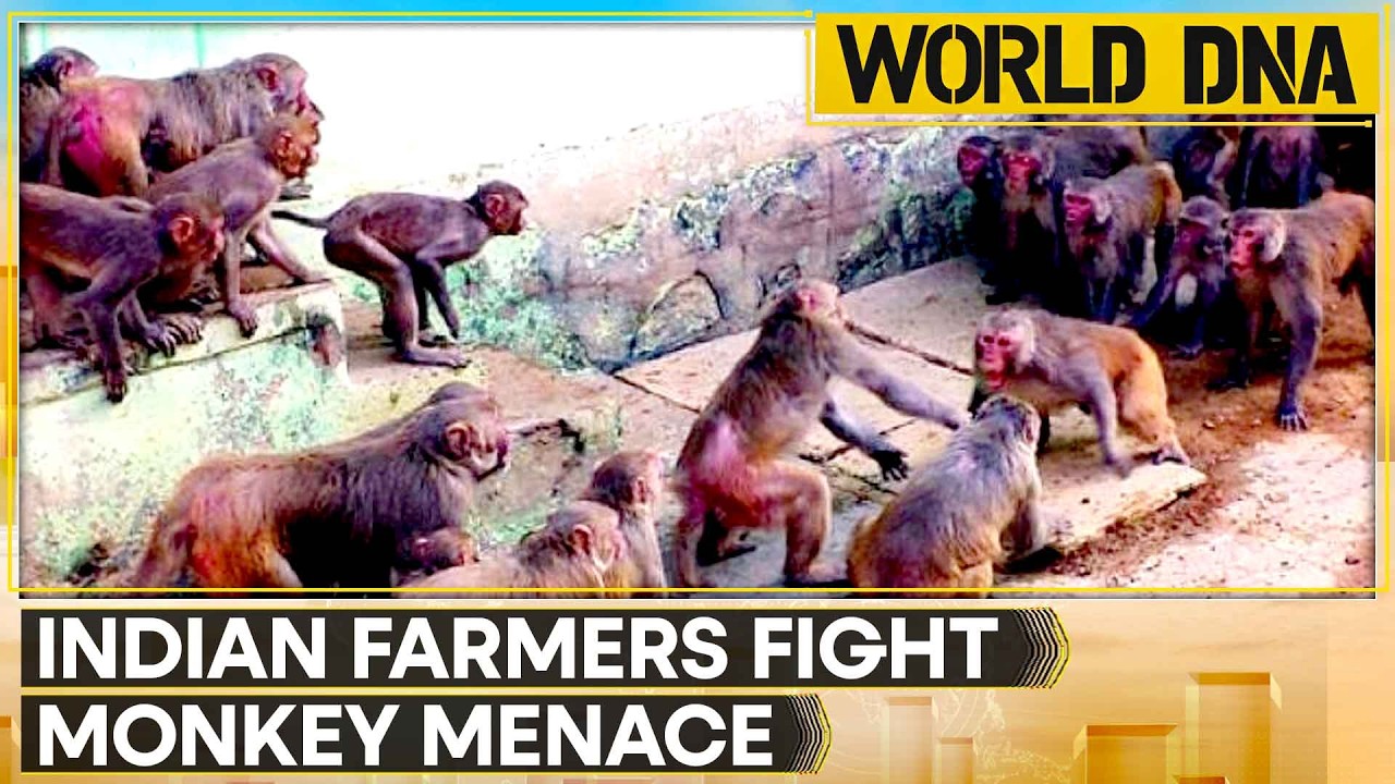 UP Farmers Dress as Bears to Scare Monkeys And Protect Crops | WION World DNA