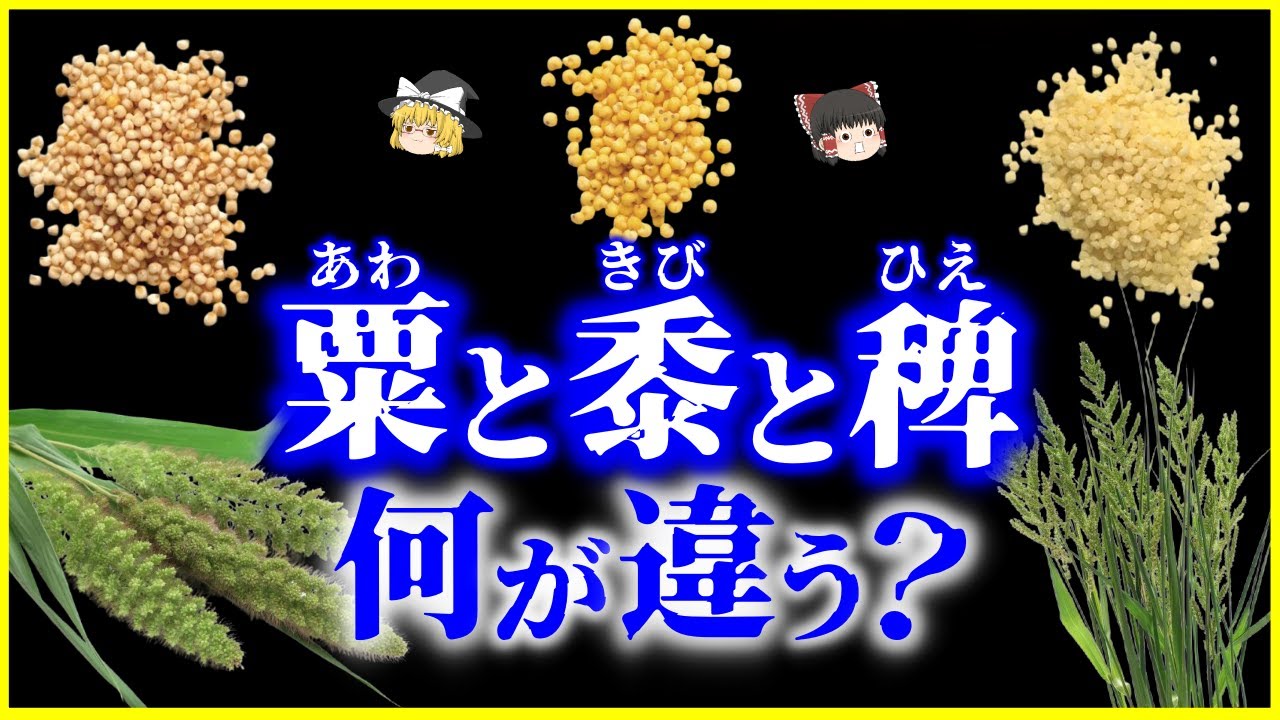 【ゆっくり解説】なぜ“主食”になれなかった？「粟（あわ）、稗（ひえ）、黍（きび）」、何が違う？を解説/“雑穀”に秘められた驚異の栄養と生命力