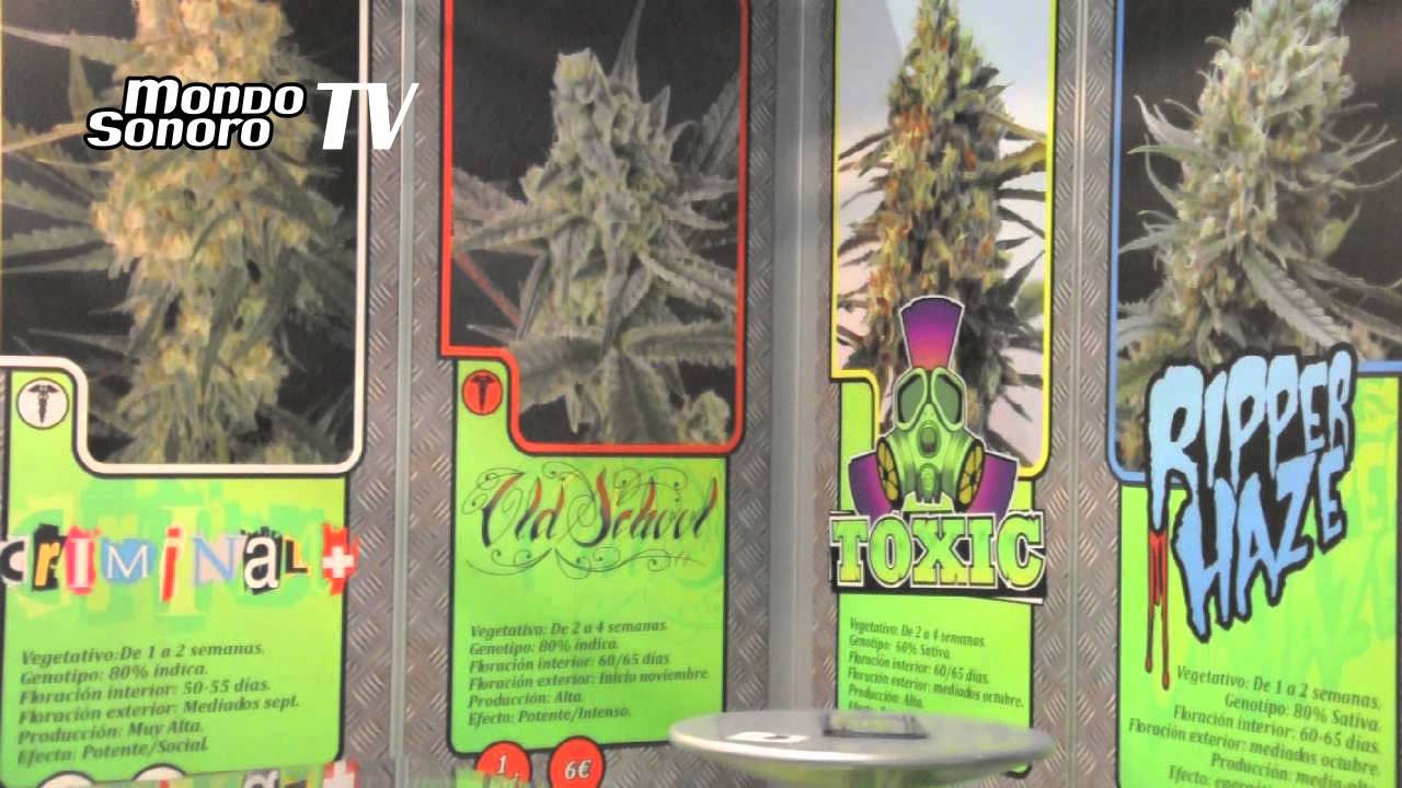 SPANNABIS SUR 2013
