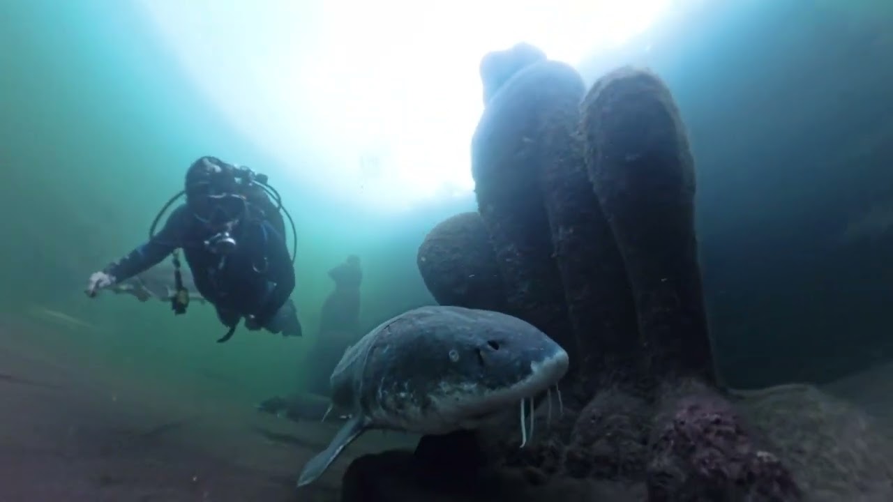 insta 360 i ryby
