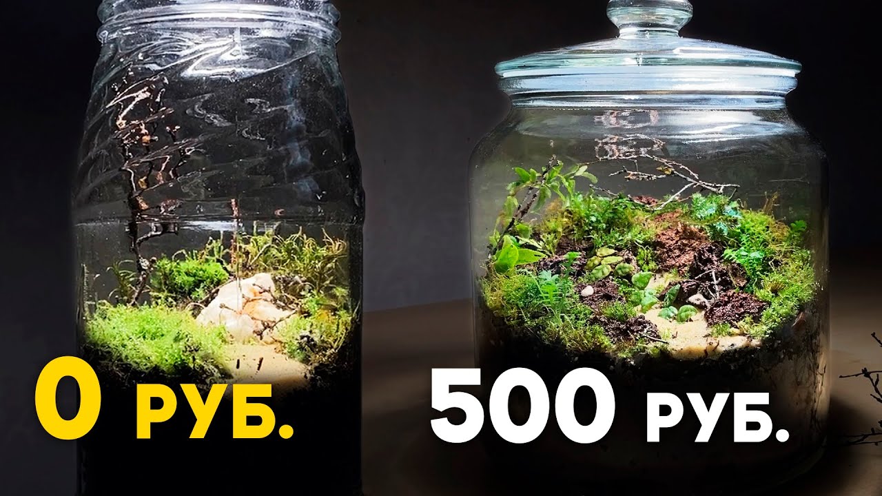 Делаю террариум за 0₽ VS террариум за 500₽. Как сделать мини террариум в банке? \\ Димон и Пумба