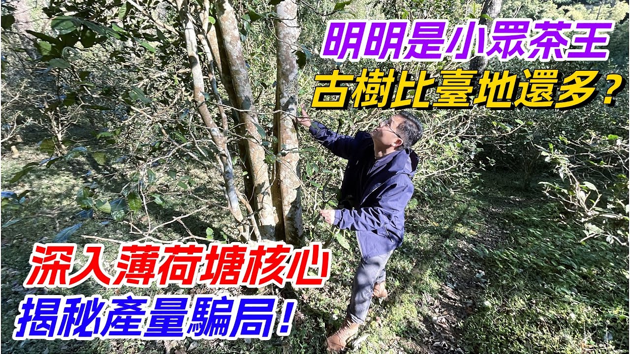 明明是小眾茶王，古樹比臺地還多？深入薄荷塘核心揭秘產量騙局！购茶请加微信/赖line：LGXC004#普洱茶#古树茶#老班章#古树茶#茶#茶叶#茶葉#古樹茶 #普洱茶wechat #tea