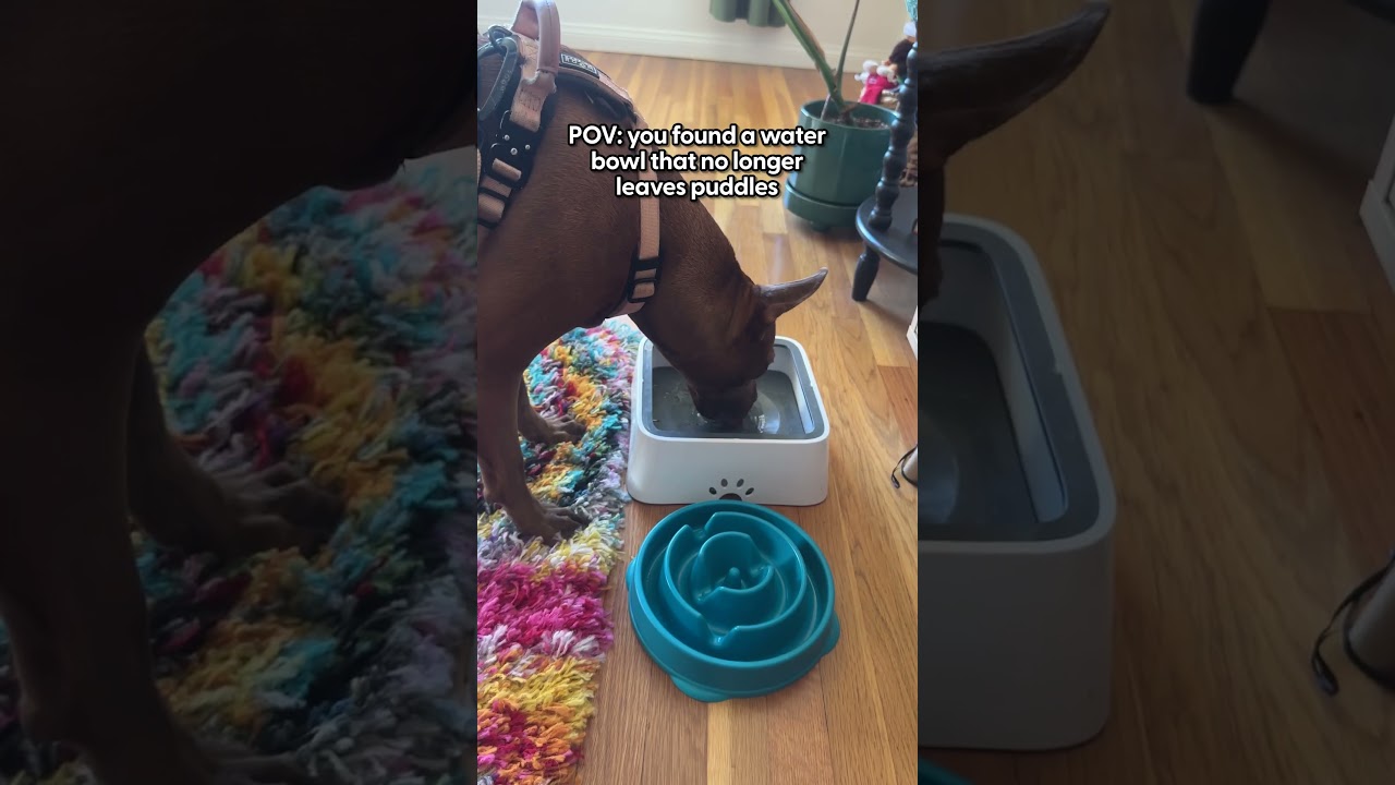 The Best No-Spill Dog Bowl | The Pack
