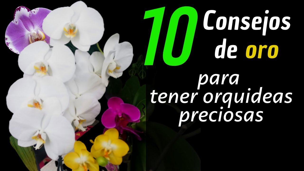 consejos muy fáciles para tener ORQUIDEAS HERMOSAS Y SALUDABLES | cuidados phalaenopsis | |ORQUIDEAS
