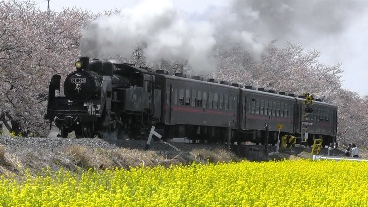 【真岡鐡道 SL C11-325 東武鉄道へ譲渡決定！】C11-325が桜と菜の花の中を走行、沿線走行、転車台回転シーンなど まとめ映像。これで、東武のSLは3両に。