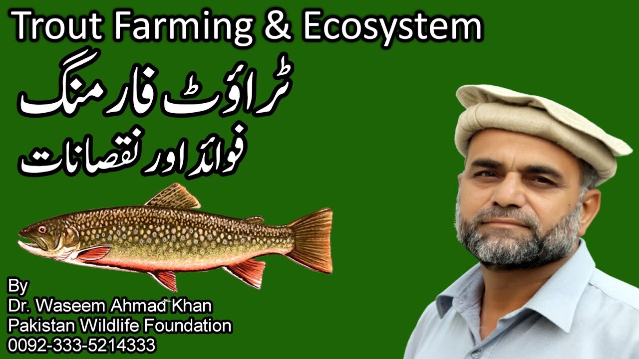 Trout Fish Farming Business | A Visit To A Trout Fish Farm | Fish Farm Ki Sair | Trout And Ecosystem