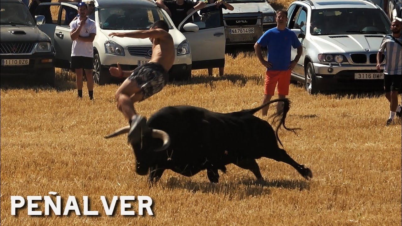 ENCIERRO POR EL CAMPO CON UN TORO // PE&Ntilde;ALVER 2025