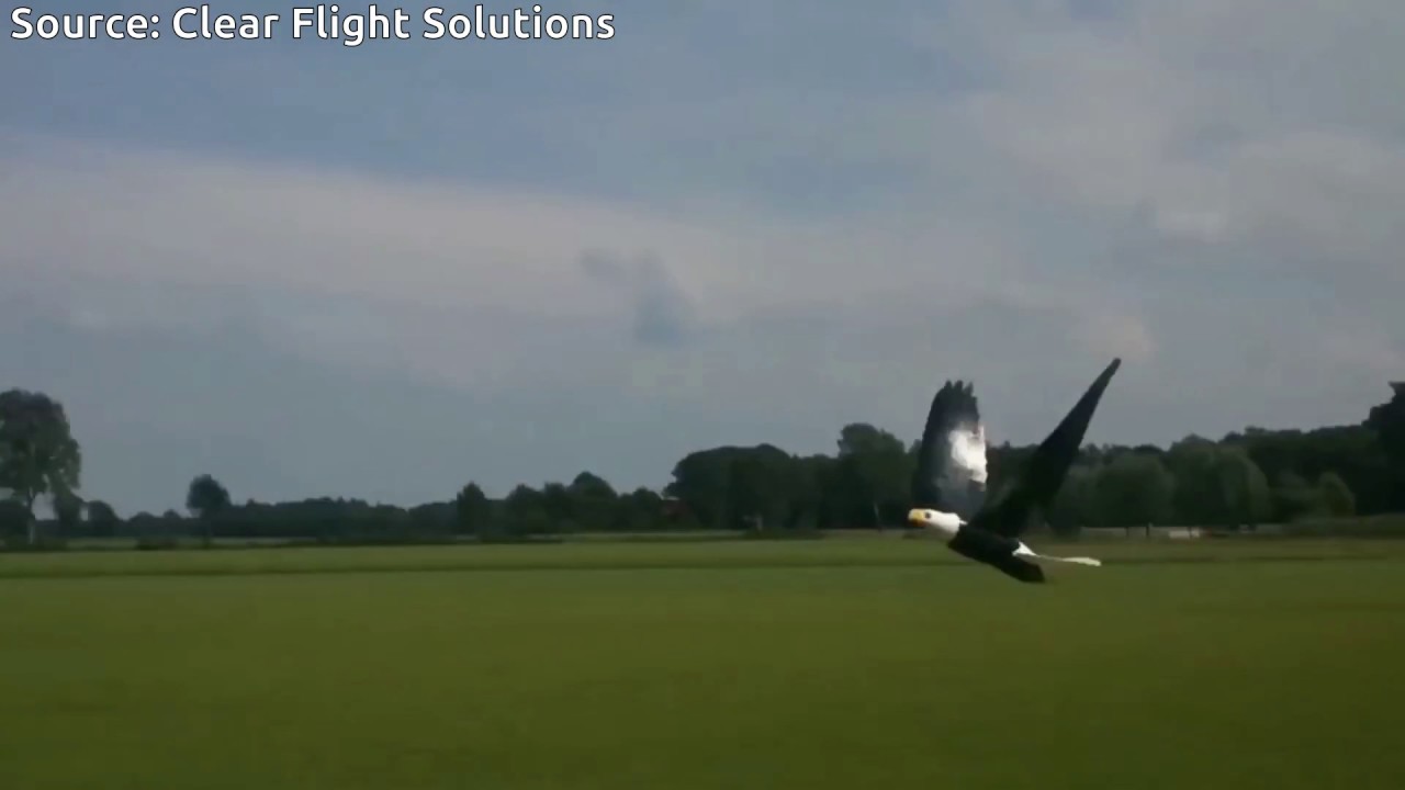 Robird is a Flying Robot for controlling Birds at Airports, Harbours and Agriculture Fields | QPT