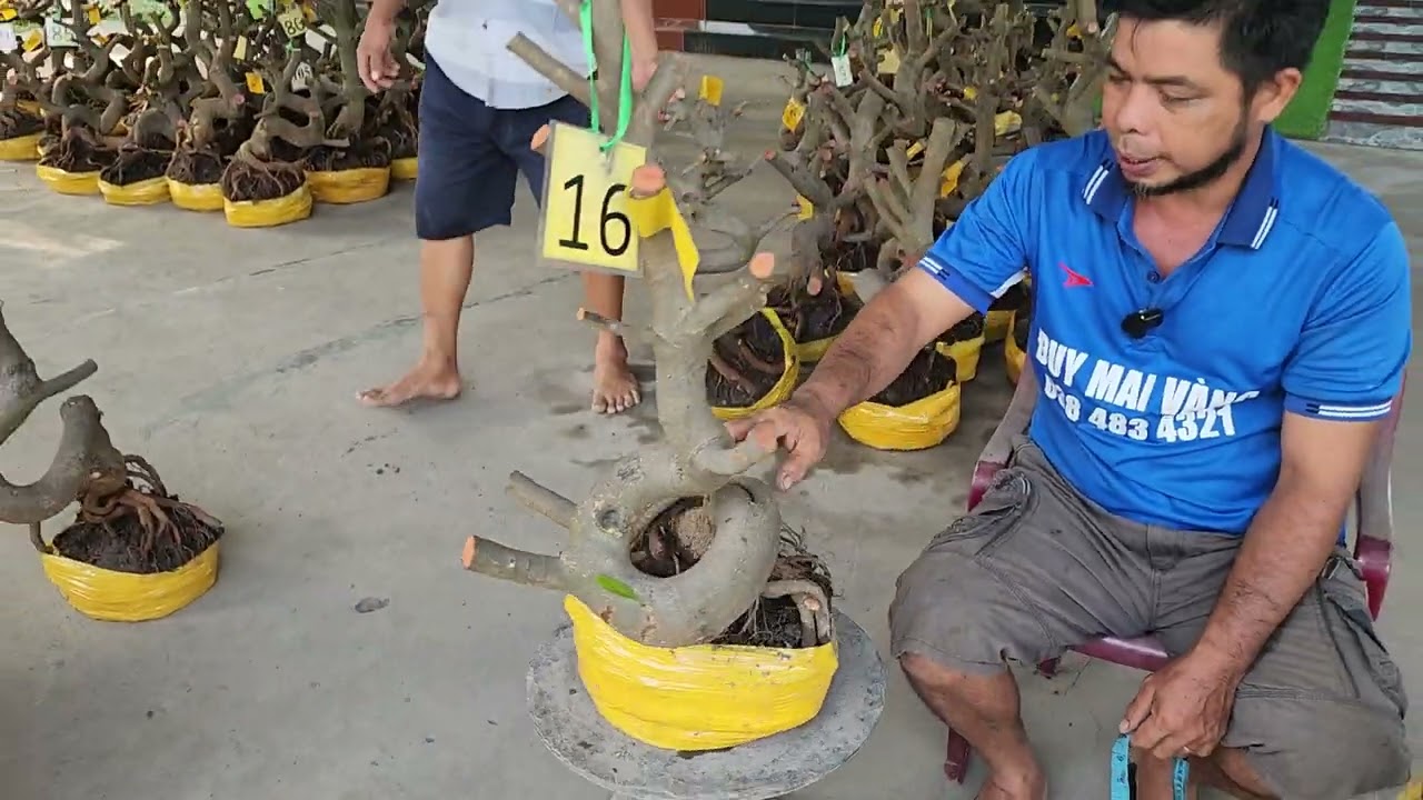 17/3  a Duy 0384834321 Phôi mai giảo bonsai đế đẹp giá rẻ