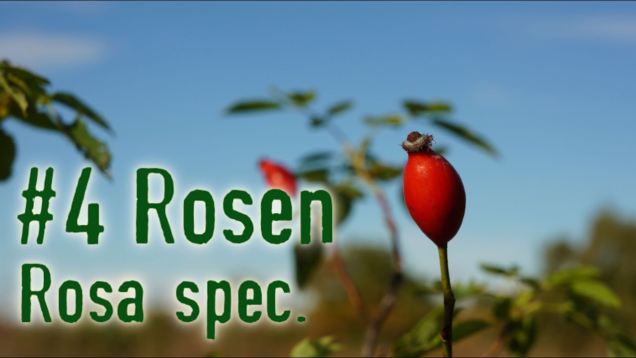 Survivaldoku Essbare Wildpflanzen Rosen