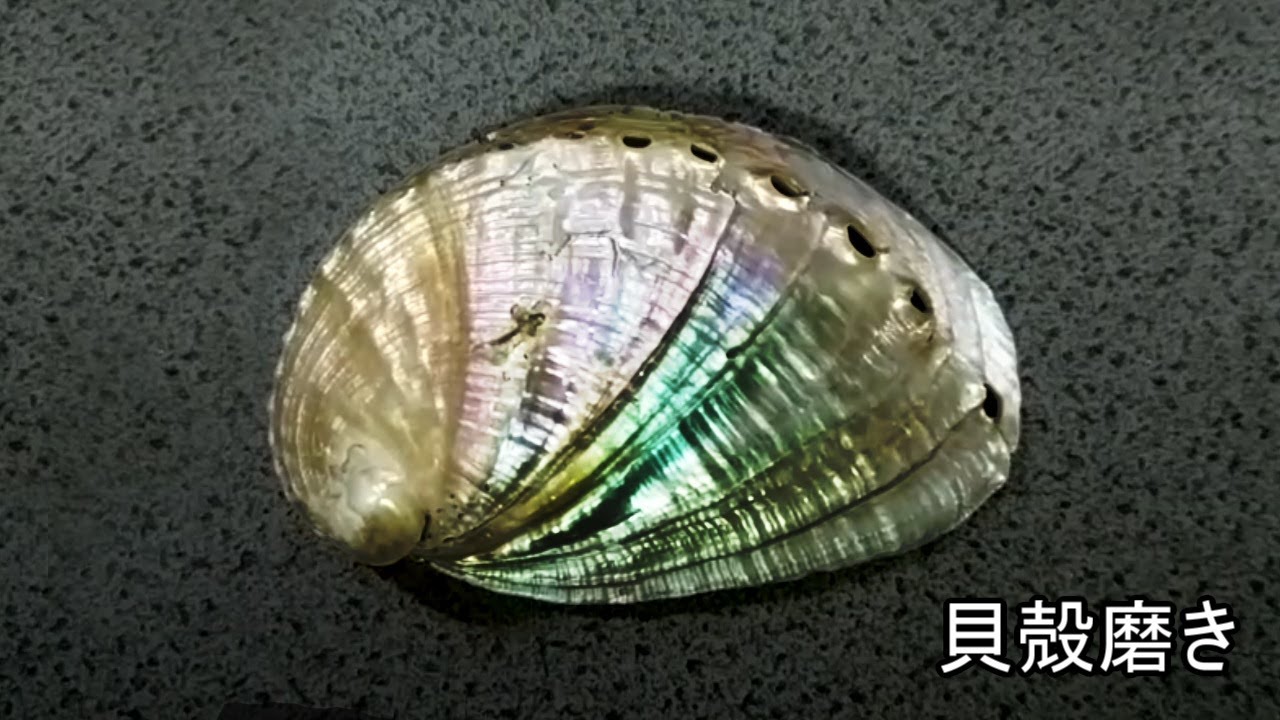 【トコブシ】貝殻磨き【polish】