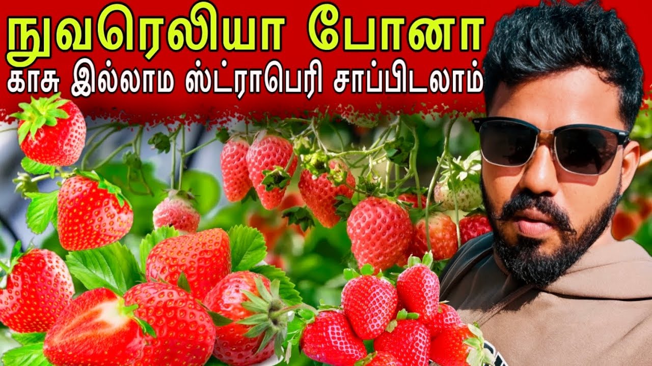 நுவரெலியா (Nuwara Eliya) ஸ்ட்ராபெரி தோட்டம் 😲 #ungaliloruvan