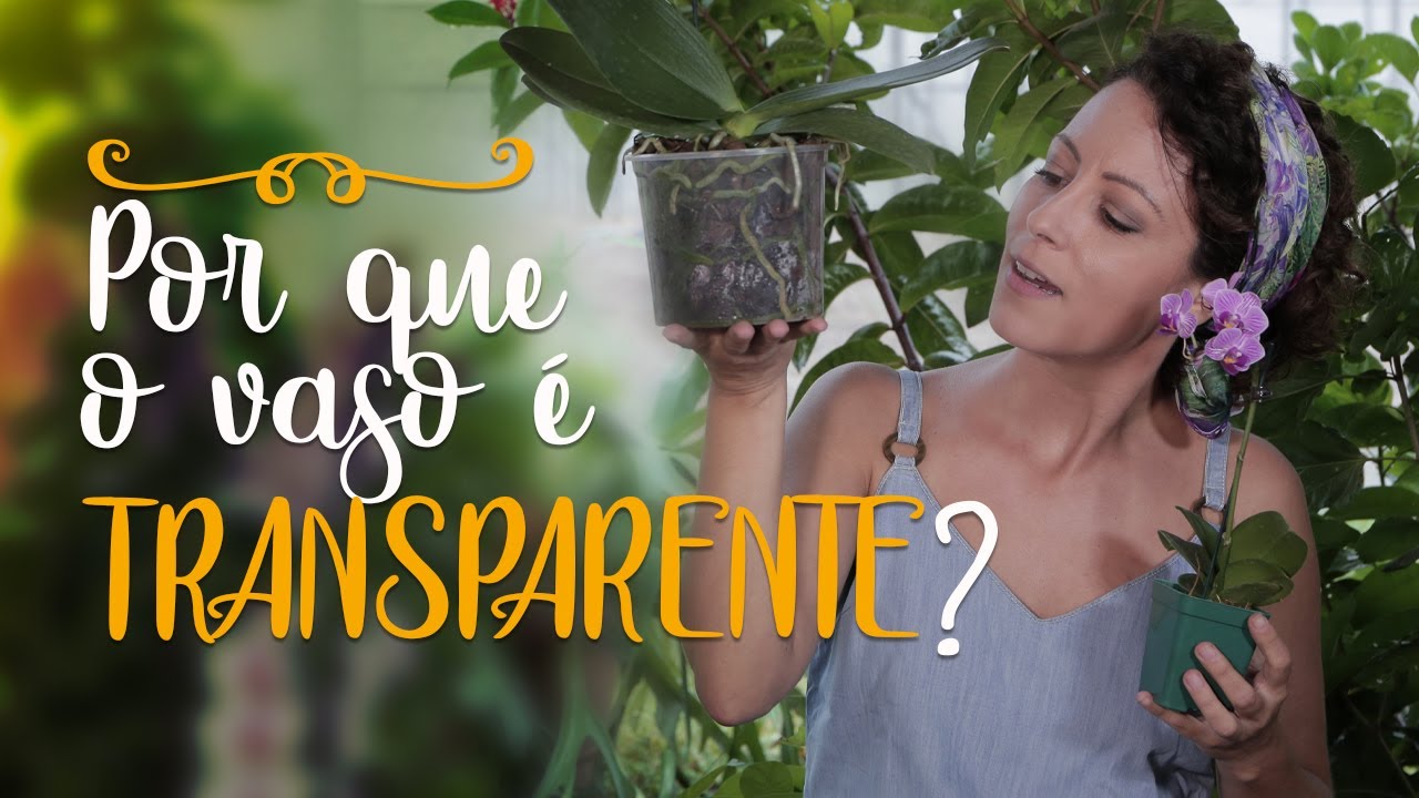 Orqu&iacute;dea em VASO TRANSPARENTE? Por qu&ecirc;?