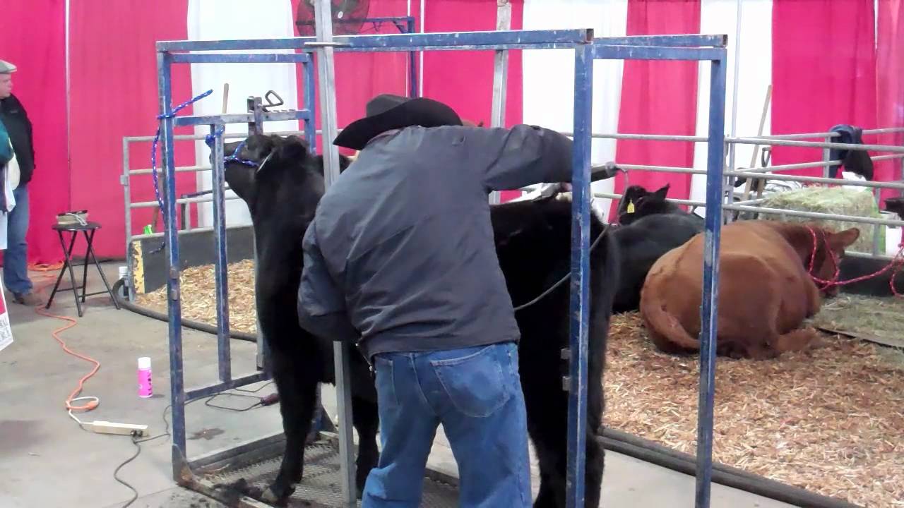 Clipping and Grooming Cattle on Show Day