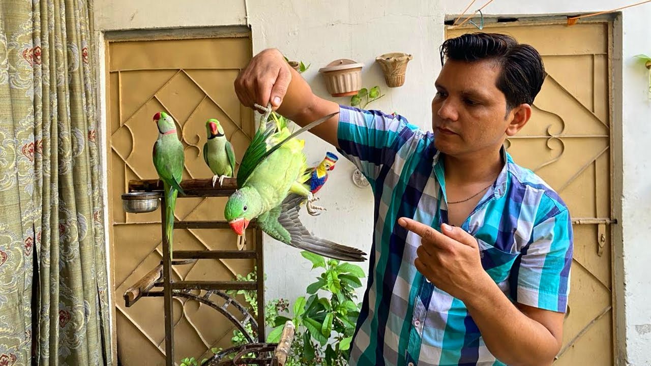 How to Train a Tame Parrot | Parrot ko Hand Tame kaise Sikhaya Jata hy | PBI Official