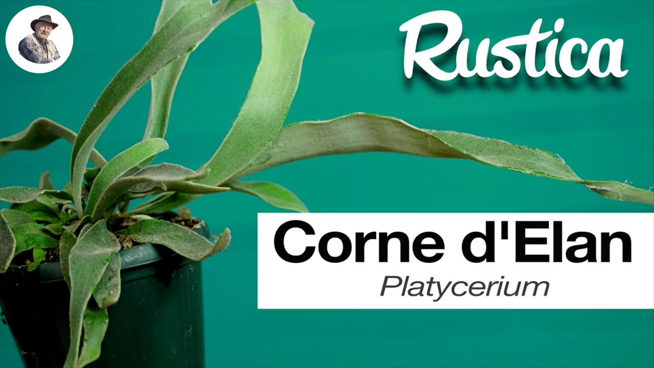 La corne d&rsquo;Elan (Platycerium)