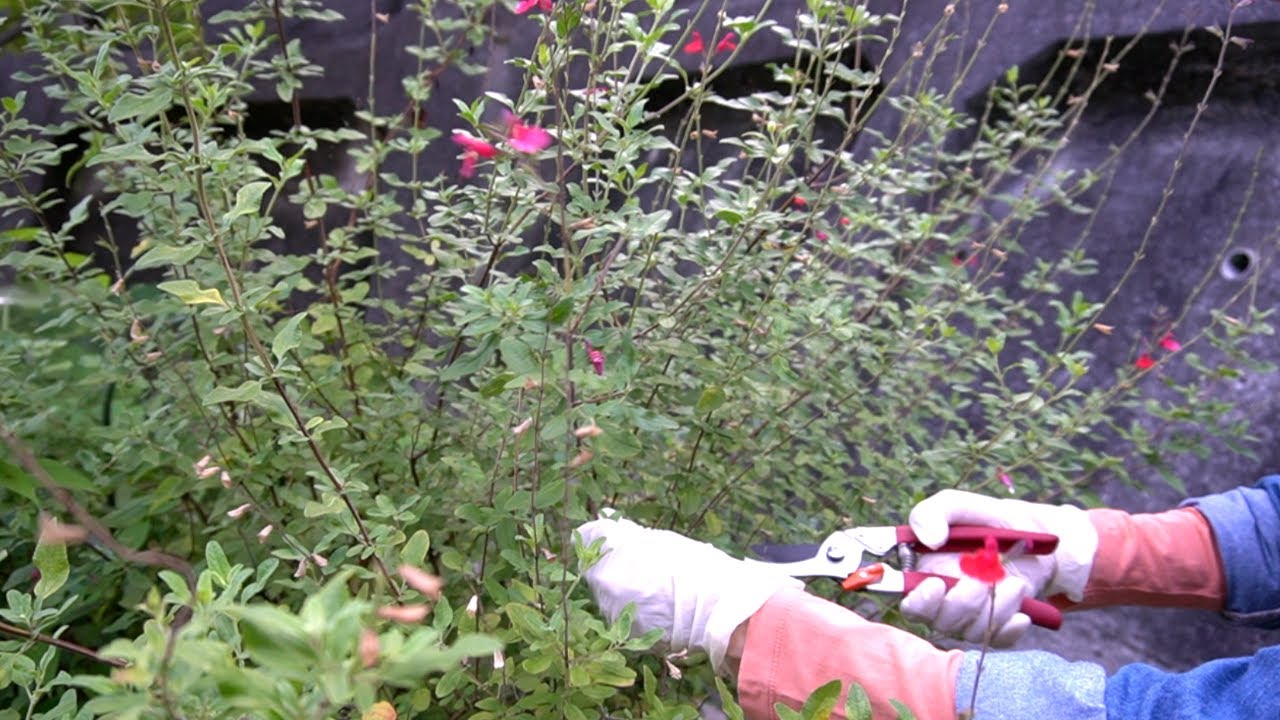 チェリーセージ　夏前に剪定して秋の花を待つ