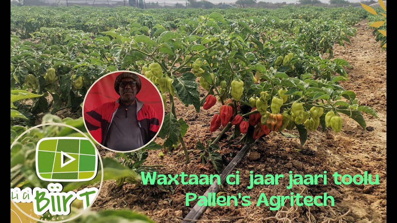 LCBT visite Pallen's Agritech