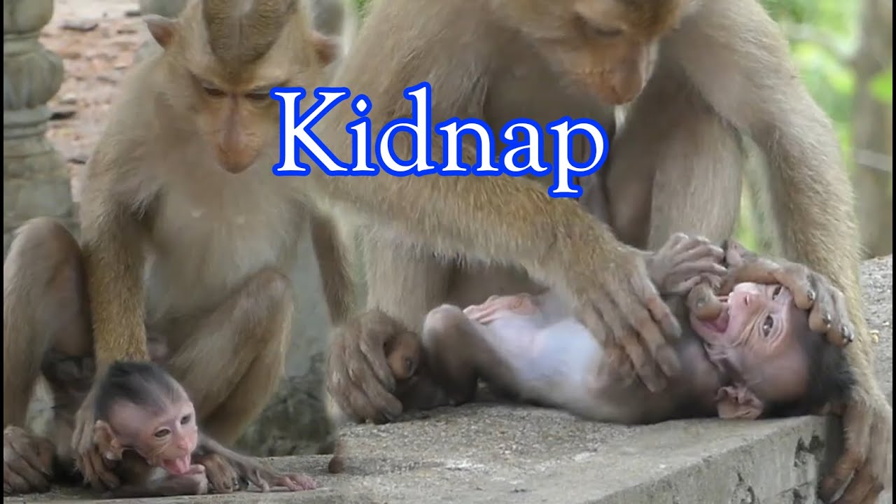 What a help! Monkey Baby kidnaps and abuses baby