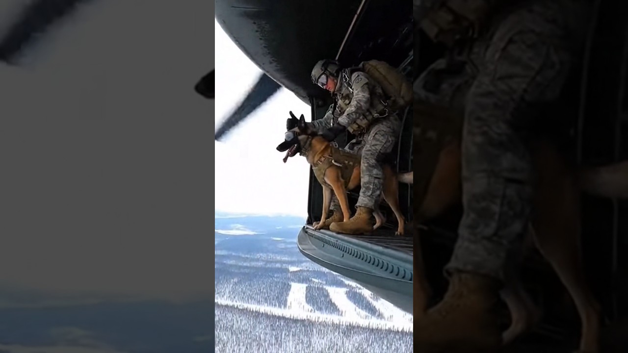 Elite K9 vs Threat | Tactical Dog Action🐕&zwj;🦺🔥 #k9 #k9training #malinois #viral  #k9unit #wildlife