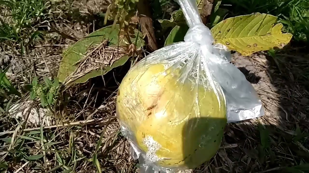 JAMBU KRISTAL 7 BULAN BUAH BESAR POHON KECIL