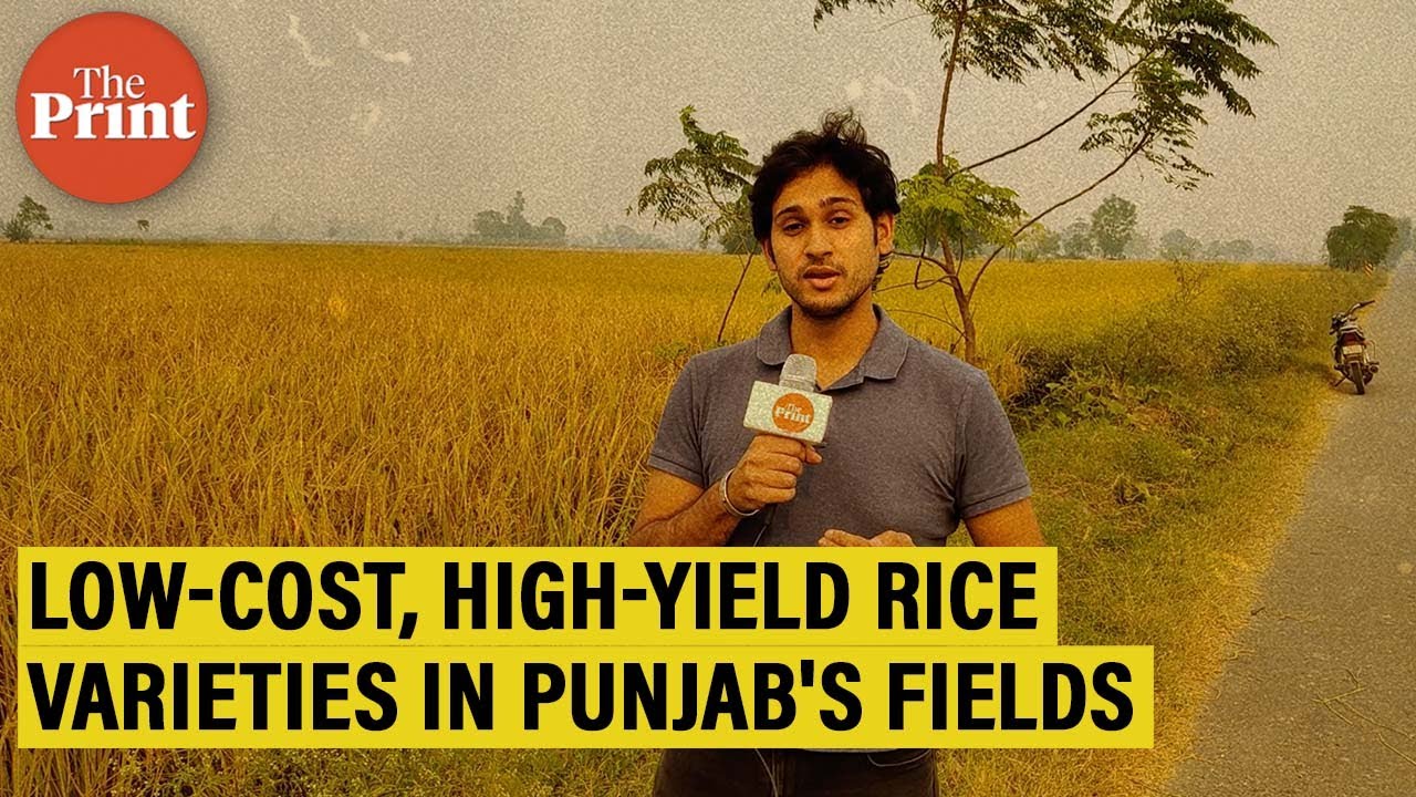 In Punjab’s paddy fields, farmers hail ‘revolution’ of new low-cost, high-yield rice varieties