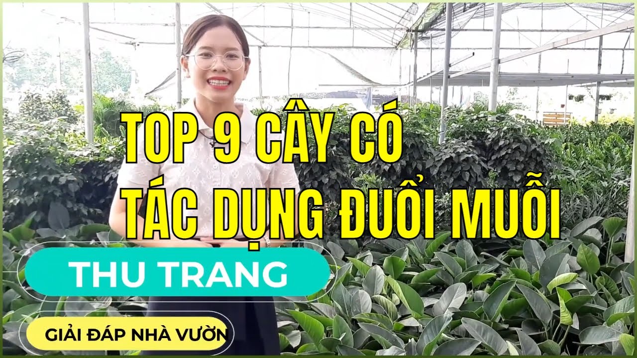 TOP 9 CÂY CÓ TÁC DỤNG ĐUỔI MUỖI |Giải đáp nhà vườn|