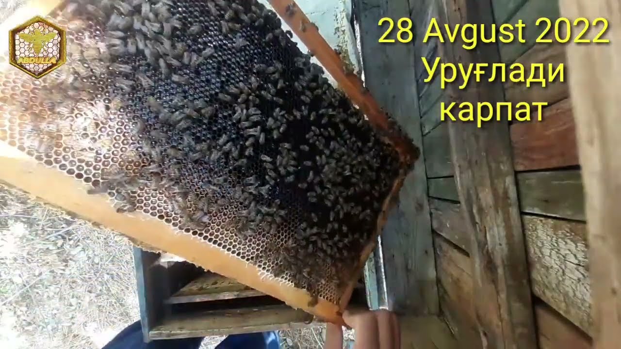 Эрта  Куз фаслида она асалари чкариш осон усули.