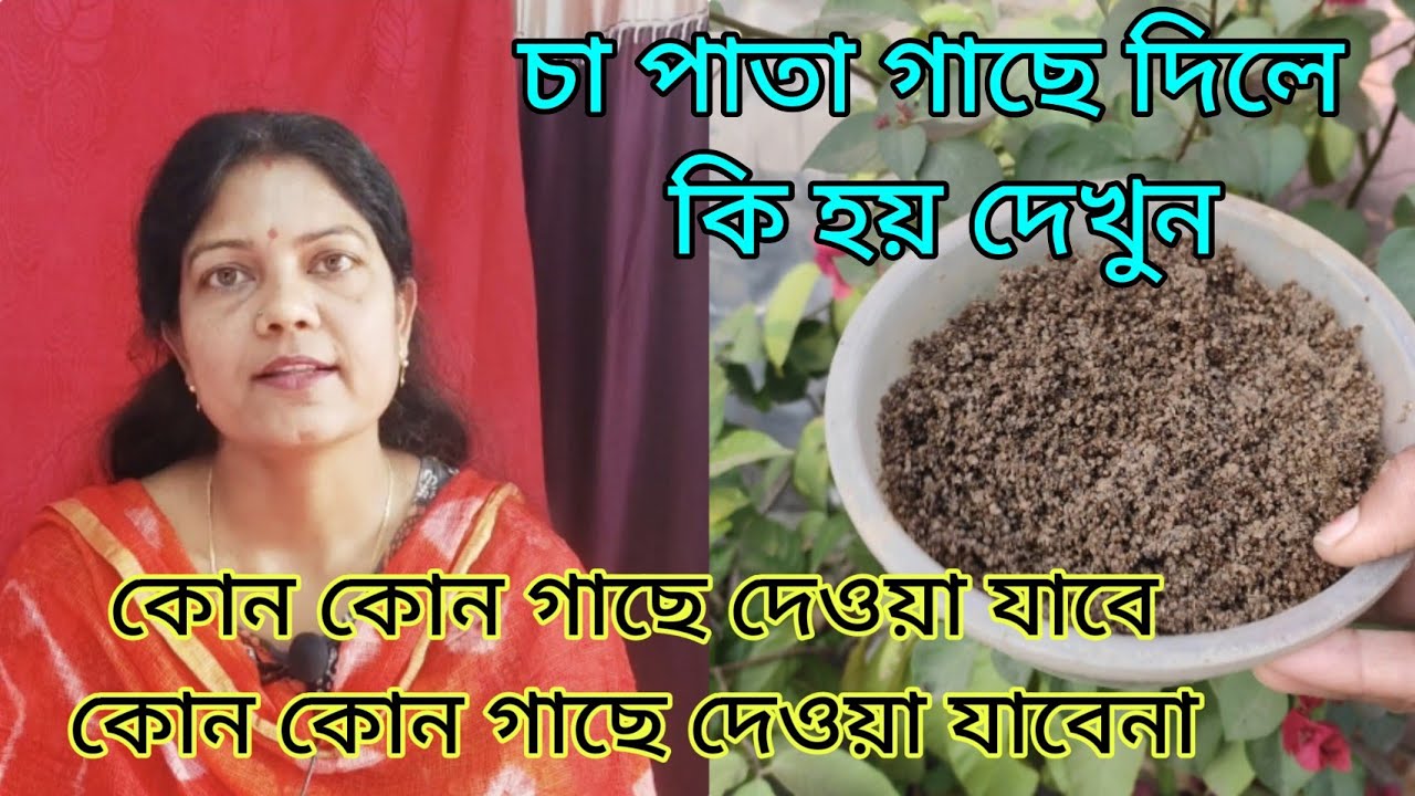 গাছে চা পাতা সারের ব্যবহার | চা পাতা সার তৈরি করার পদ্ধতি | Organic Fertilizer |TeaLeaves Fertilizer