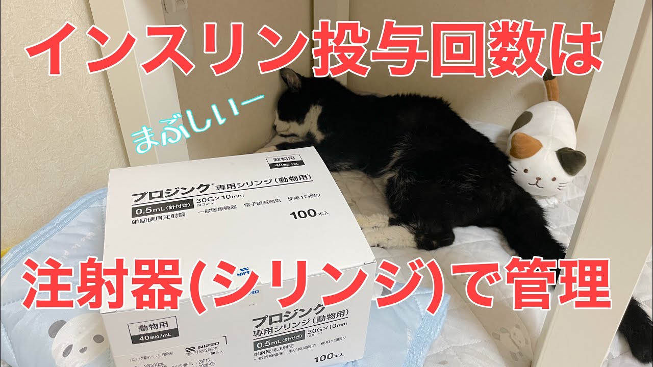 【糖尿病の老猫】インスリンの注射器の残り本数で、投与の回数を管理しています。