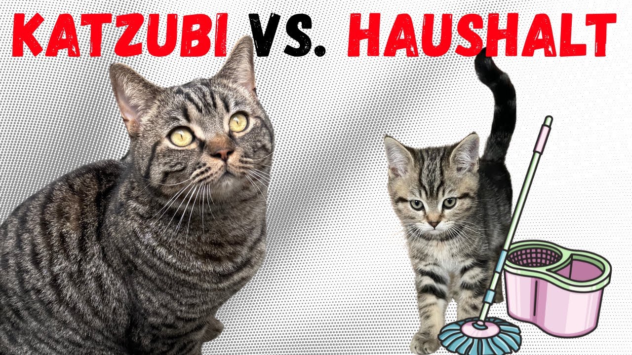 Warum Hausarbeit mit Katzubi NIE klappt🙀