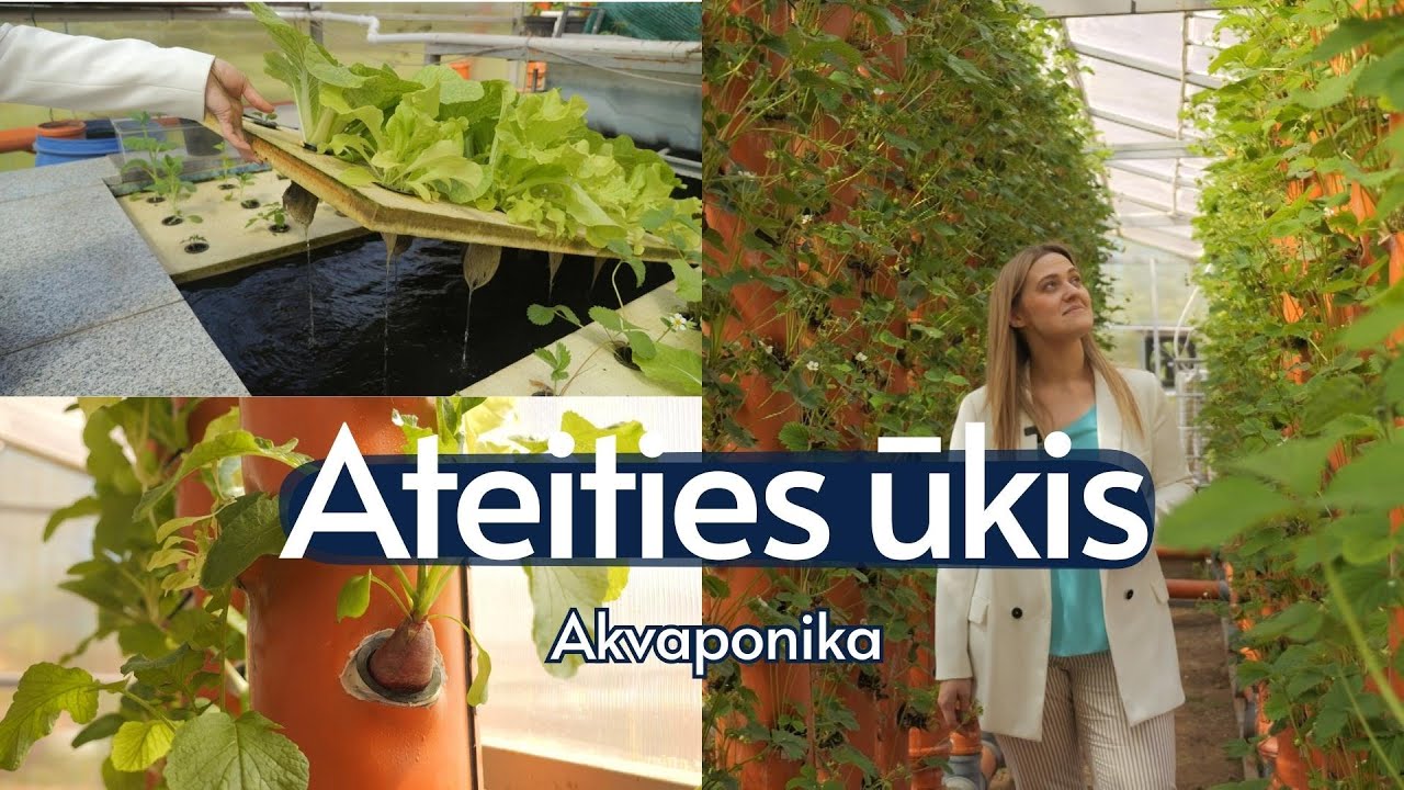 Akvaponikos ūkio pradininkai Lietuvoje: ore bei vandenyje augančių daržovių &scaron;aknis kedena žuvys