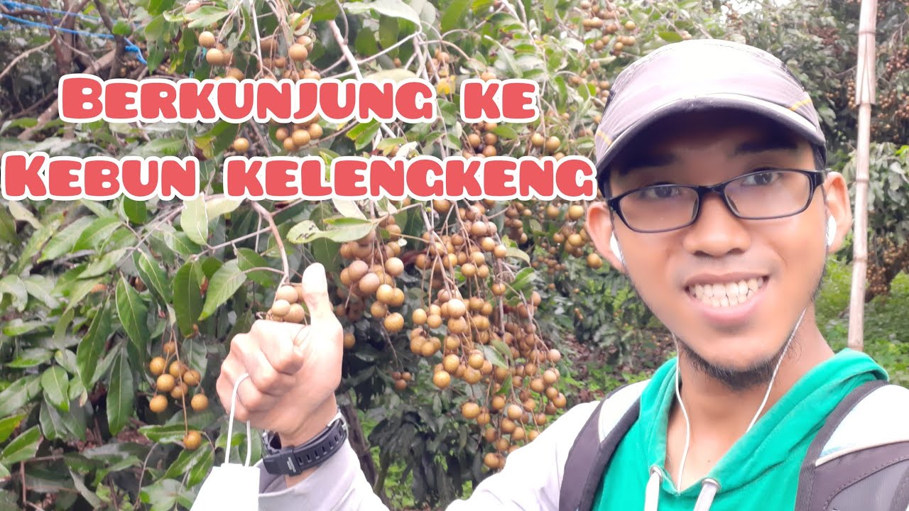 KEBUN KELENGKENG DI MAGETAN